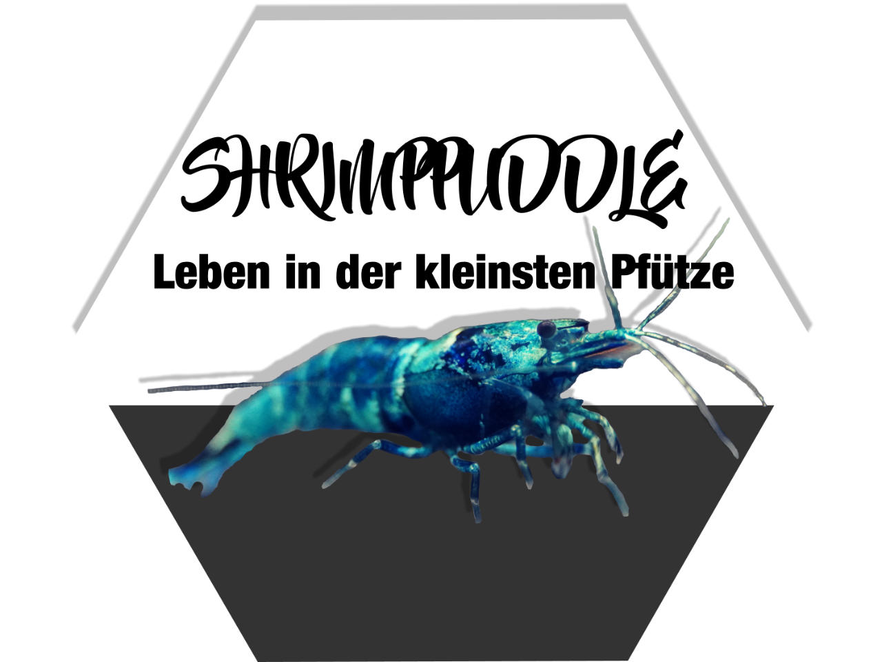 ShrimpPuddle Produkte jetzt bei Rendo-Shrimp | Blog
