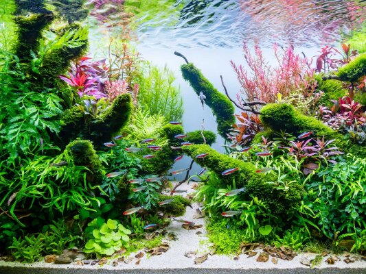 Die richtige Aquariumpflanze für Ihr Aquarium finden - Die perfekte Aquariumpflanze finden: Ultimativer Ratgeber | Rendo-Shrimp