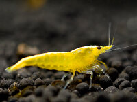 Yellow Fire Garnele - Neocaridina davidi - 1 Stk.