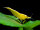 Yellow Fire Neon Garnele - Neocaridina davidi - 10 Stk.