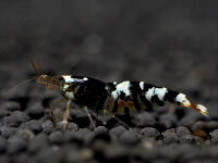 Tiger Bee Black Garnele - Caridina cantonensis