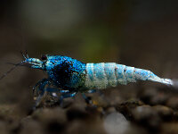 Blue Taiwan Bee Garnele - Caridina logemanni Blue Bolt -...