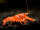 Oranger Zwergflusskrebs CPO - Cambarellus Patzcuarensis Weibchen