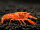 Oranger Zwergflusskrebs CPO - Cambarellus Patzcuarensis Männchen