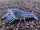 Blauer Floridakrebs - Procambarus Alleni