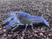 Blauer Floridakrebs - Procambarus Alleni Paar