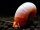 Orangene Posthornschnecke - Planorbarius Corneus