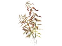 Proserpinaca palustris Cuba
