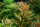 Proserpinaca palustris Cuba