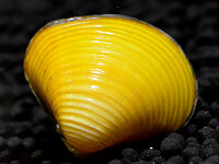 Gelbe Körbchenmuschel - Corbicula Sp.