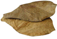 Nano Catappa Leaves (12 Stück)