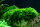 Vesicularia montagnei Christmas