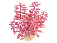 Ludwigia palustris Super Red